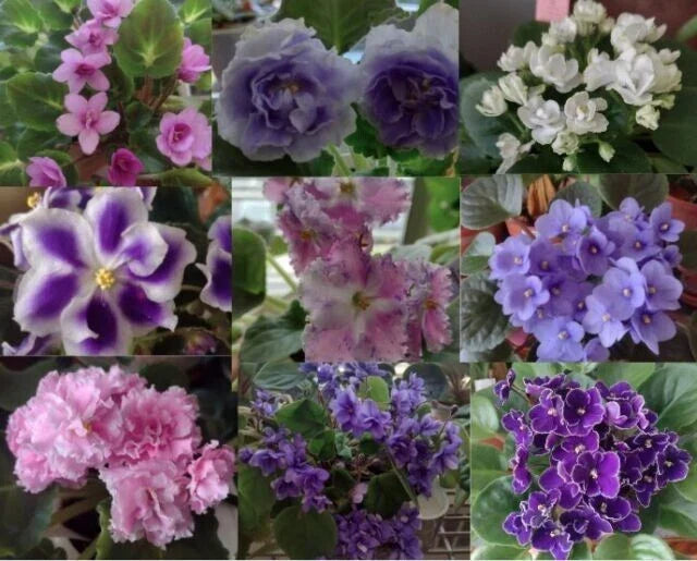 African Violet Leaf Box – 10 Varieties Including Standards, Trailers & Variegated Saintpaulia Leaf Cuttings