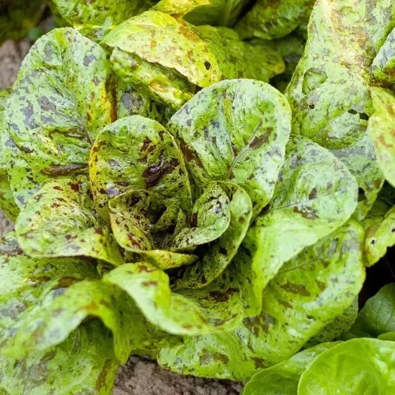 Freckles Romaine Lettuce Seeds – Organic Non-GMO Heirloom Lactuca sativa – 1000+ Gardening Seeds for Salads & Garnishes