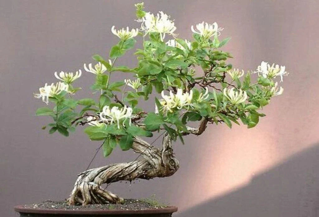 Honey Suckle Plant Rooted Cuttings for Bonsai - Lonicera spp. - 4 Pack - Perfect for Indoor or Outdoor Gardening