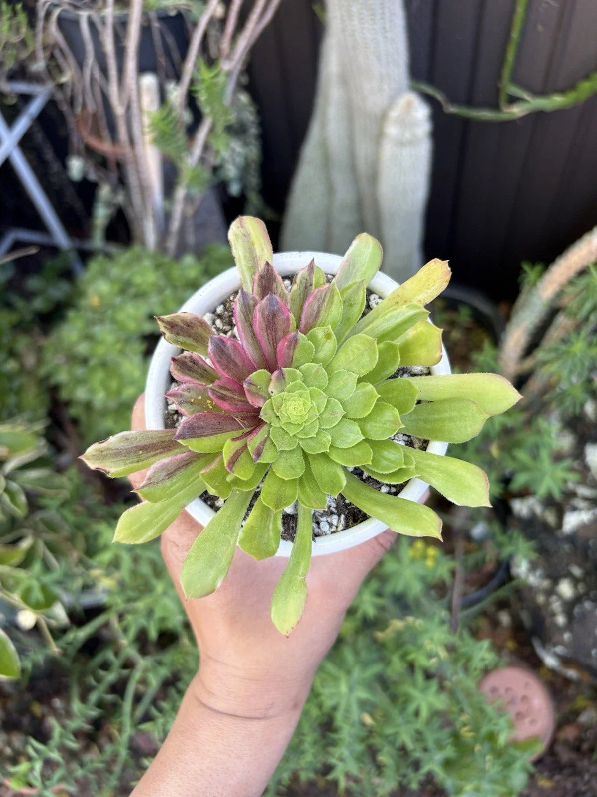 Aeonium Succulent Cuttings - Varied Colors - Easy to Propagate - Aeonium spp.