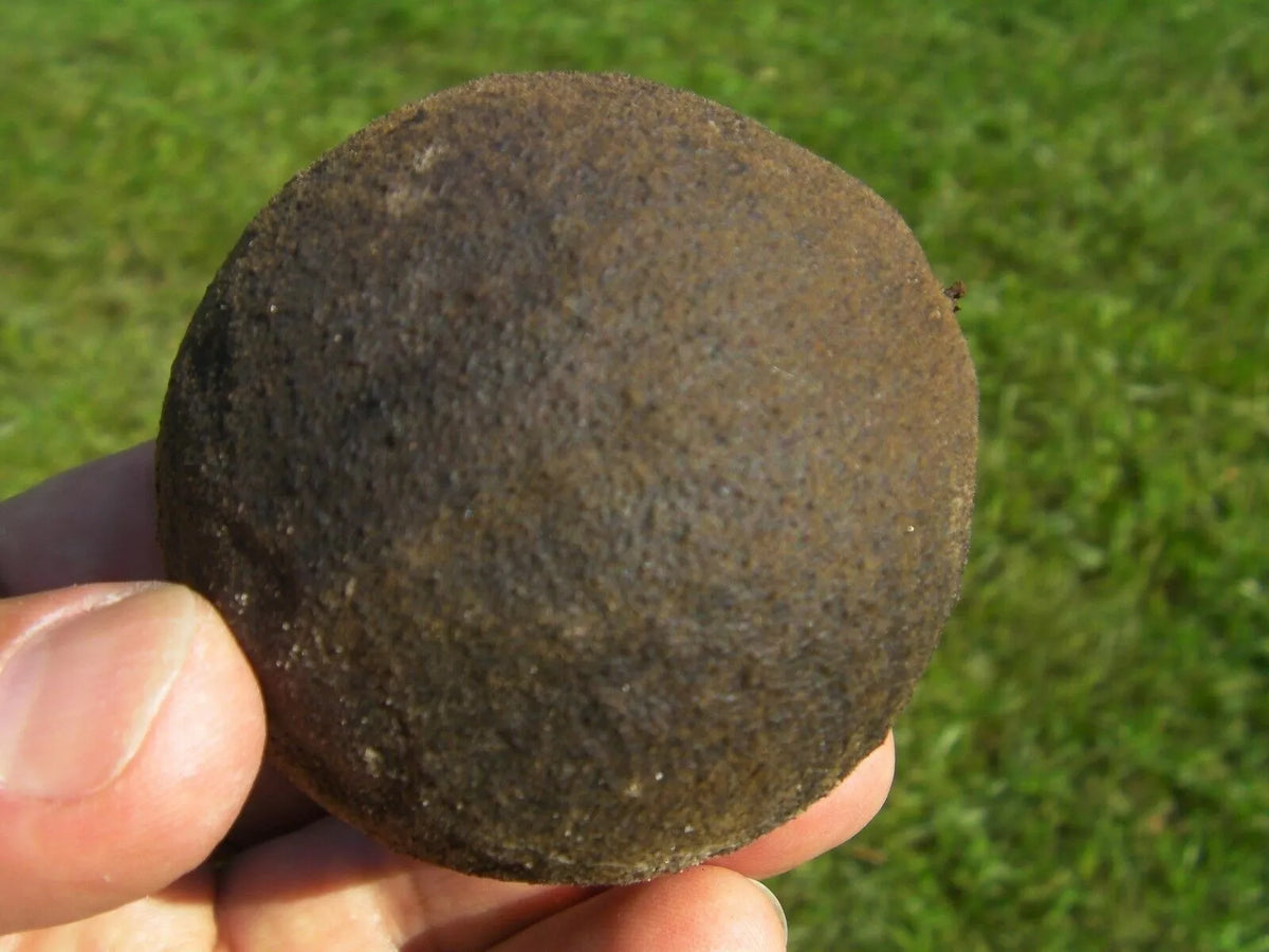 Organic Black Walnut Seeds Juglans Nigra - 30 Seeds for Planting, Anti-Parasitic, Nut Tree, Garden, Tree Growth