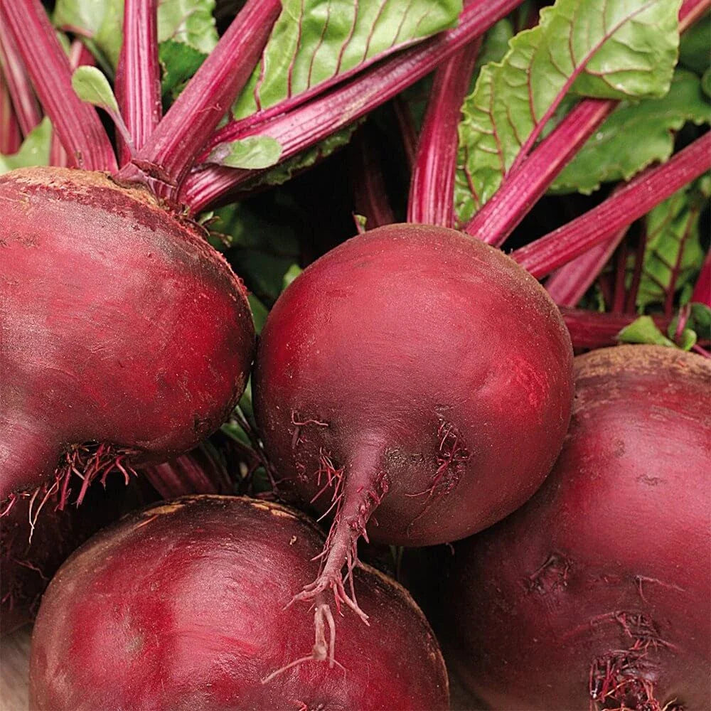 Ruby Queen Beet Seeds - 200+ Count - Dark Red Blood Turnip - Beta vulgaris