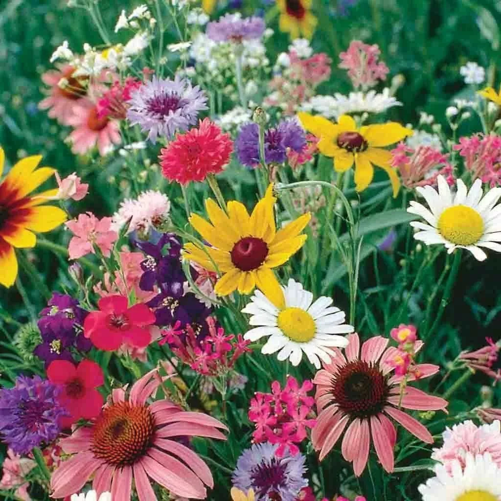 Wildflower Cutflower Mix Seeds - 200+ Colorful Species for Gardens & Bouquets - Attract Pollinators - USA Native Wildflower Seeds