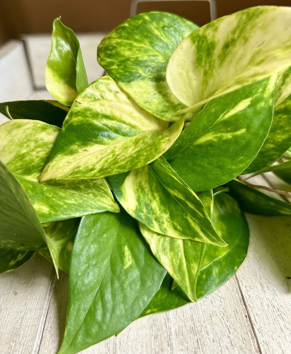 Rooted Plant Cuttings - Pothos - 10 Varieties - Epipremnum aureum