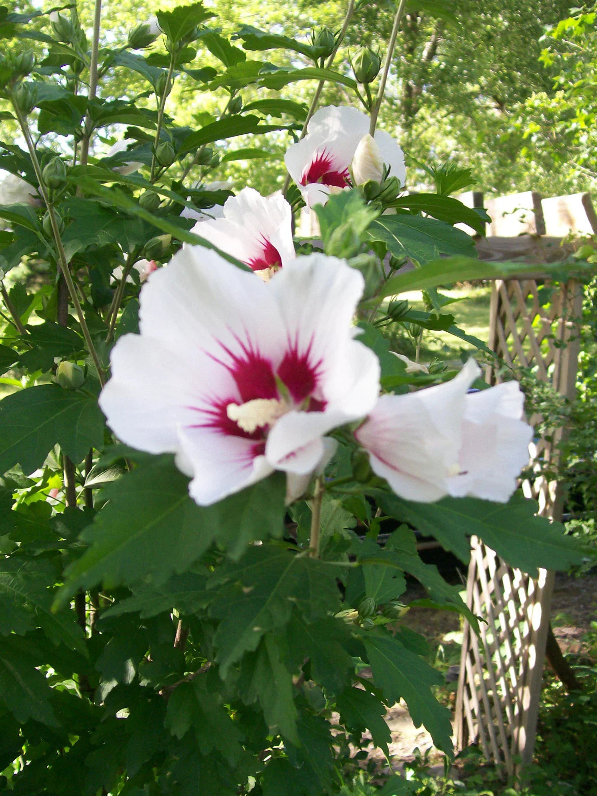 Rose of Sharon Plant Cuttings 10-Pack, White/Purple Mix, Hibiscus syriacus, Unrooted, Hardy Zones 5-9