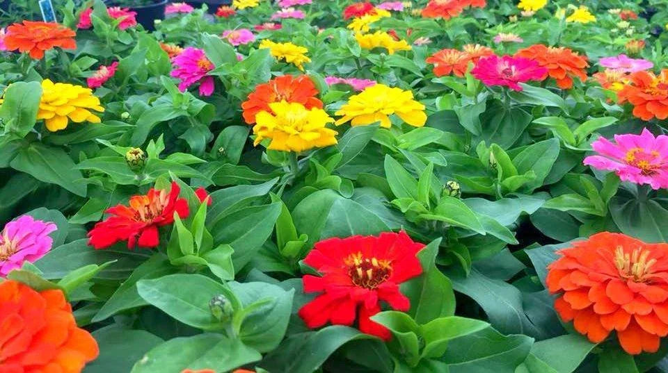 Zinnia Seeds - 1000 Count Short Stuff Mix - Zinnia elegans - Colorful Garden Blooms