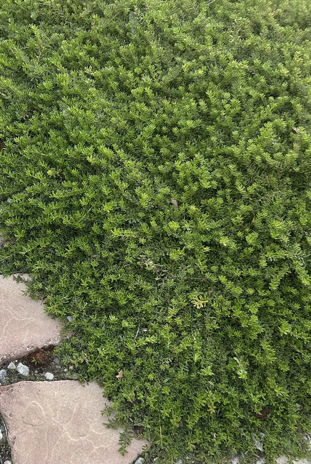 Creeping Boobialla Cuttings - 10 Myoporum Parvifolium Native Myrtle Ground Cover for Erosion Control