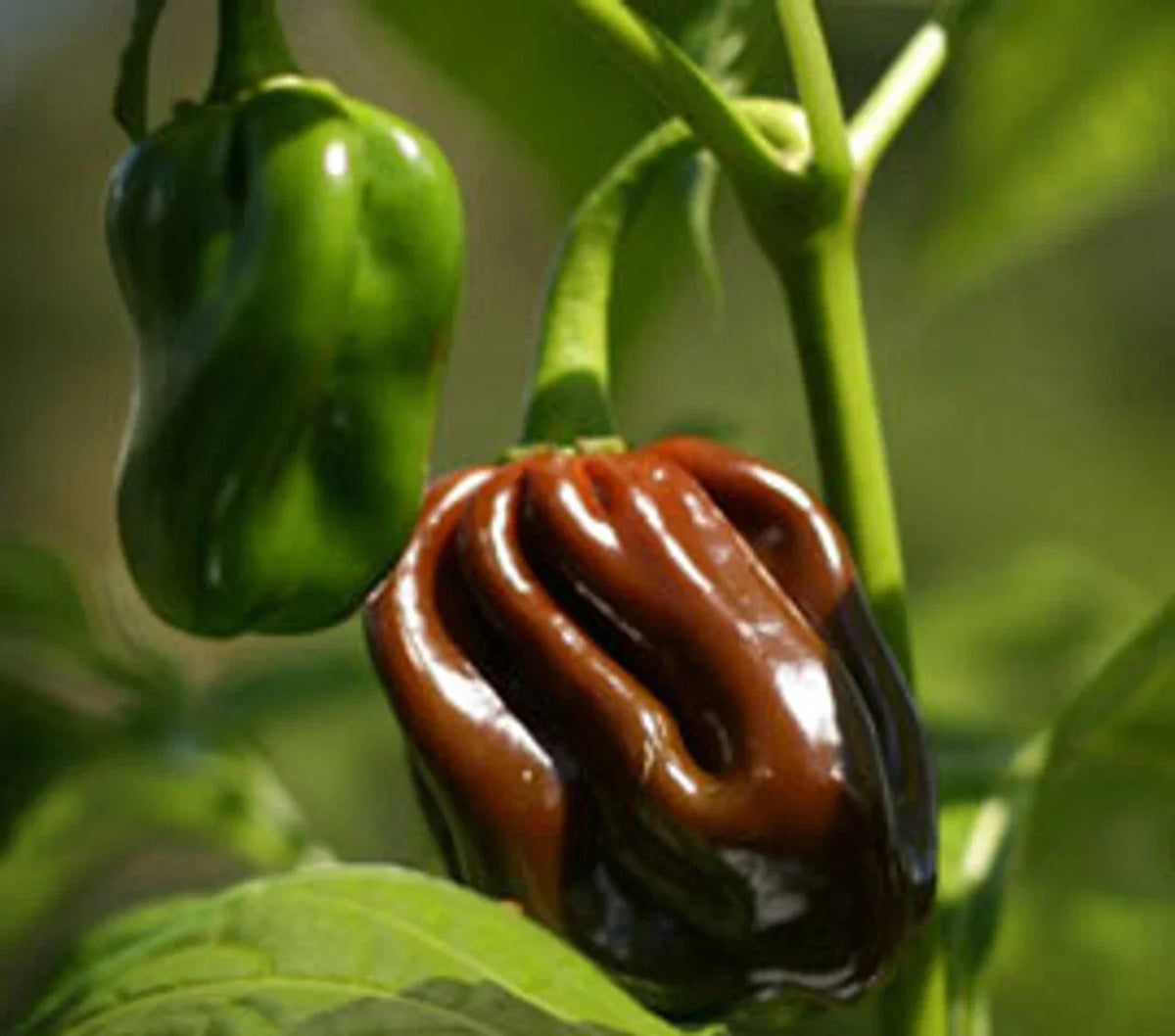 Chocolate Habanero Pepper Seeds - Extremely Hot, Jamaican Jerk, Capsicum chinense, Spicy Peppers for Garden or Containers