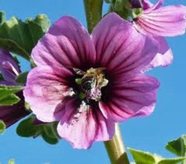 Rose Mallow Seeds, 25+ Seeds, Beautiful Bright Rose Flowers, Hibiscus moscheutos