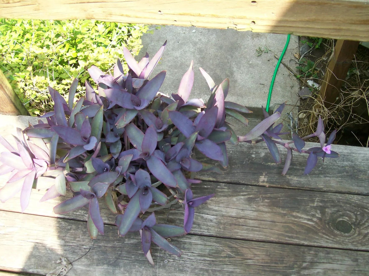 Purple Heart Wandering Jew Plant - Well-Rooted Starter - Tradescantia pallida - Great for Hanging Baskets or Pots