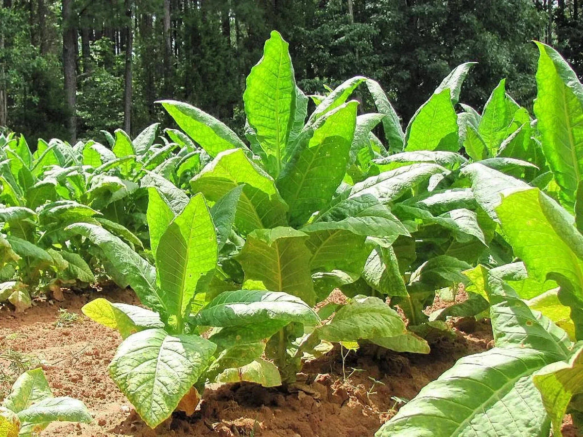 Organic Black Bolivian Tobacco Seeds - 100+ Seeds, Nicotiana tabacum, Heirloom Variety, Free Shipping