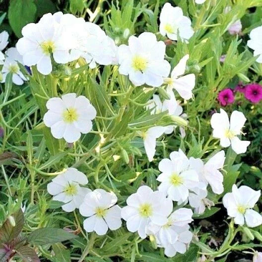 Pale Evening Primrose Flower Seeds - 300+ Drought Tolerant Groundcover Wildflower Seeds (Oenothera pallida)