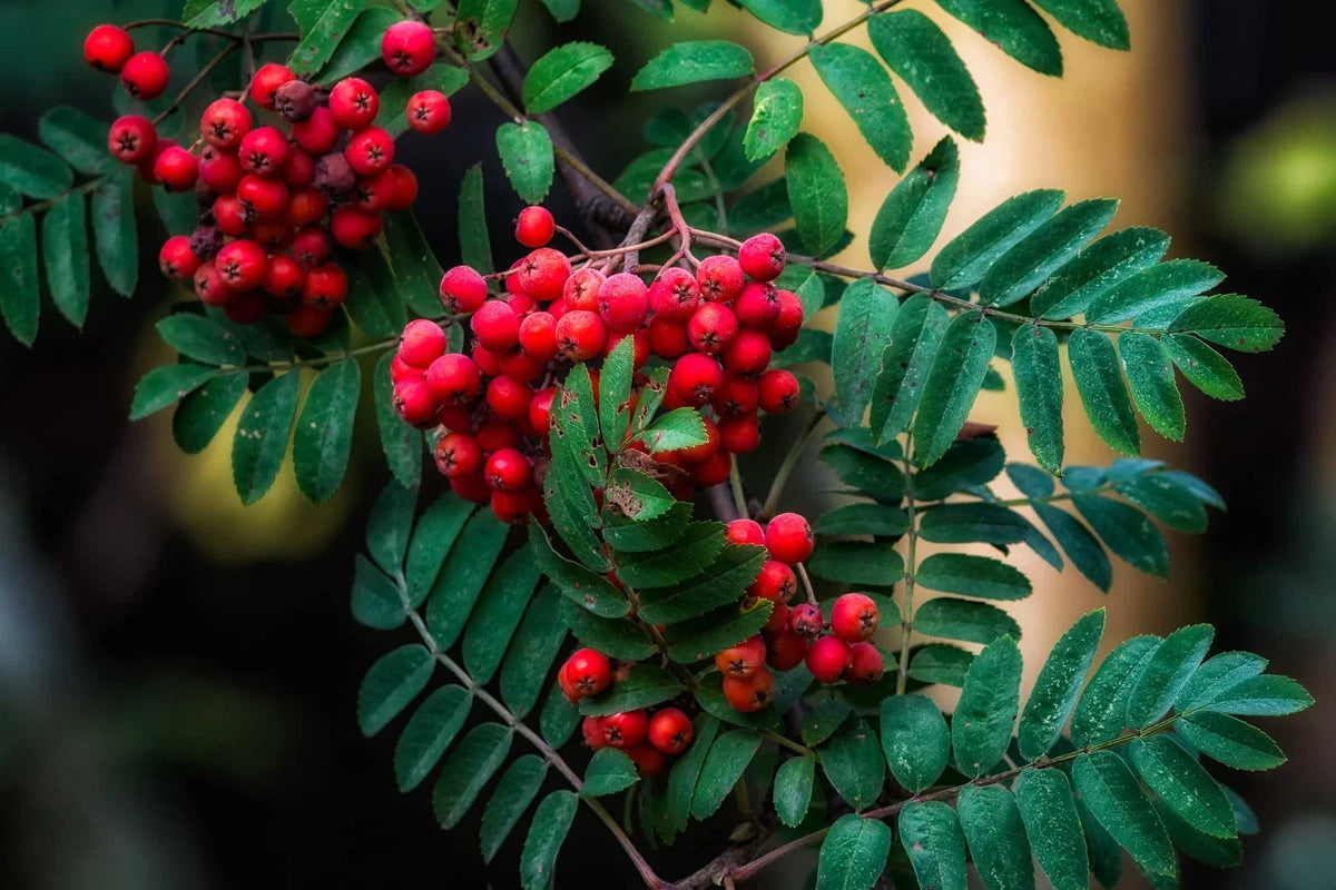 American Mountain Ash Seeds - 10 Pack - Sorbus Americana - Hardy Tree for Landscaping