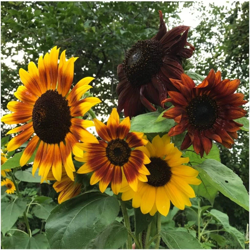 Autumn Beauty Sunflower Seeds - 25+ Non-GMO Organic Seeds - Helianthus annuus - Vibrant Colors for Gardens and Bouquets