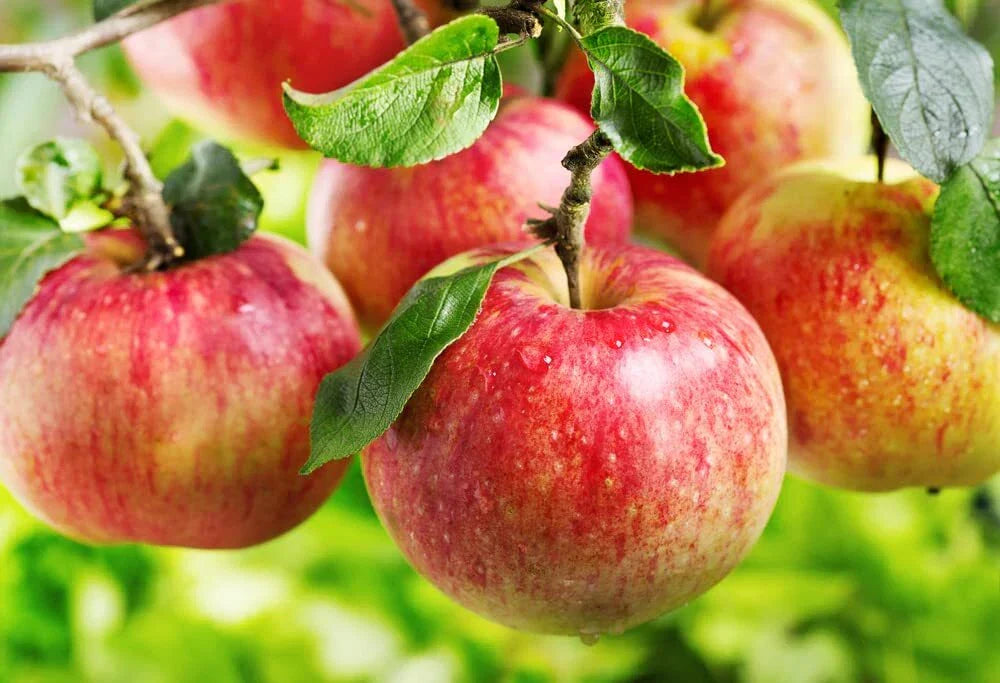 Apple Tree Seeds - 30 Pack | Malus pumila Common Apple Tree for Planting