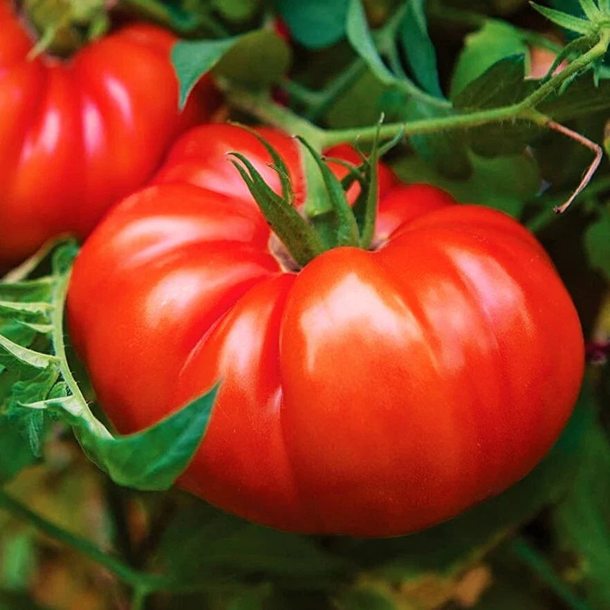 Giant Beefsteak Tomato Seeds | Extra Large Heirloom Variety | Determinate | 2025