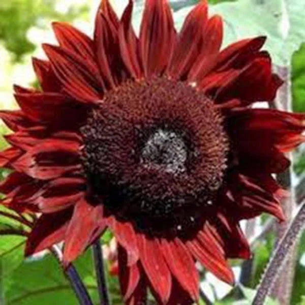Red Sunflower Seeds 500 Count Bright Red Blooms Helianthus annuus Annual Garden Seeds