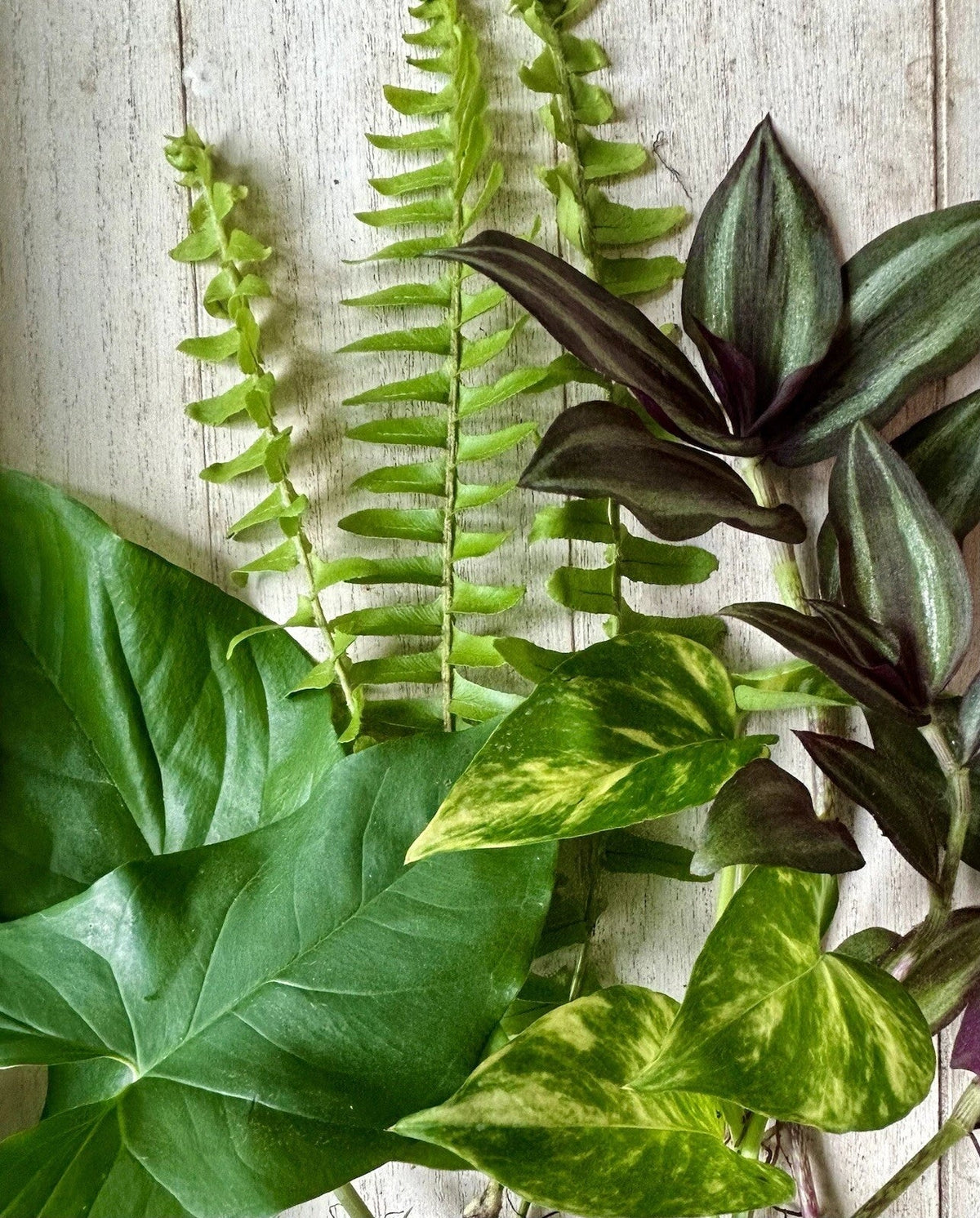 12 Rooted House Plant Cuttings - Pothos, Wandering Jew, Arrowhead, Ferns - Indoor Plant Starter Set