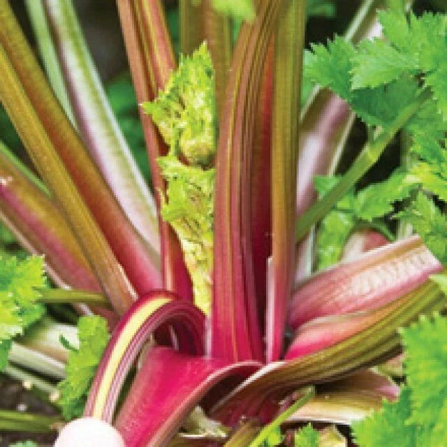 Redventure Organic Heirloom Red Celery Seeds - Non-GMO Bulk Pack, Vibrant Red Color, Apium graveolens var. dulce