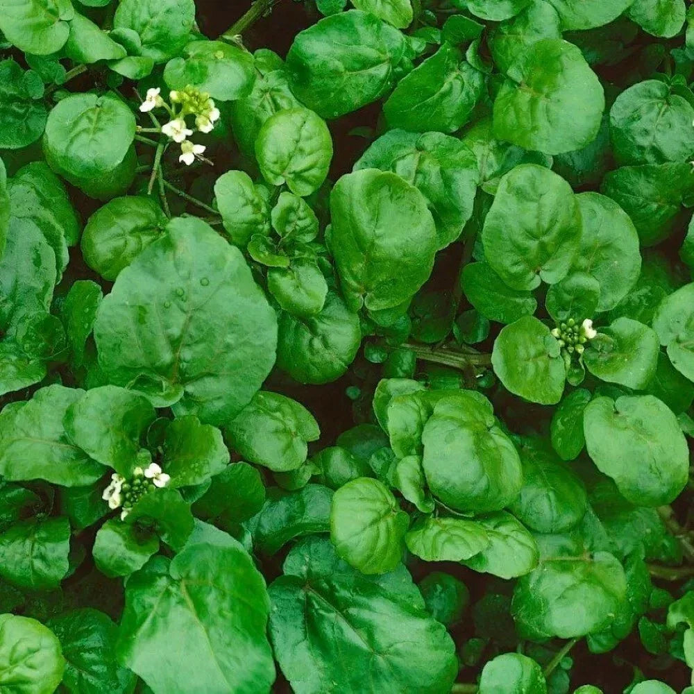 Watercress Seeds - 300+ Heirloom Organic Non-GMO Nasturtium officinale for Salad and Garnish