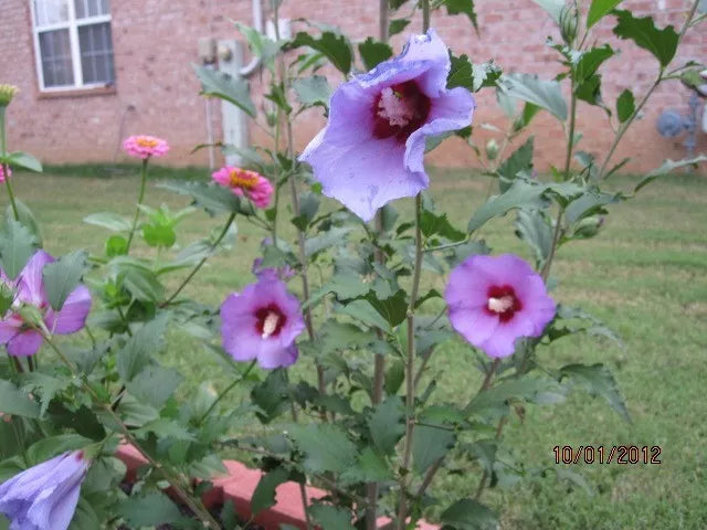 Rose of Sharon Cuttings 5 Pack Purple Blue Hibiscus syriacus 5x8" Garden Plant