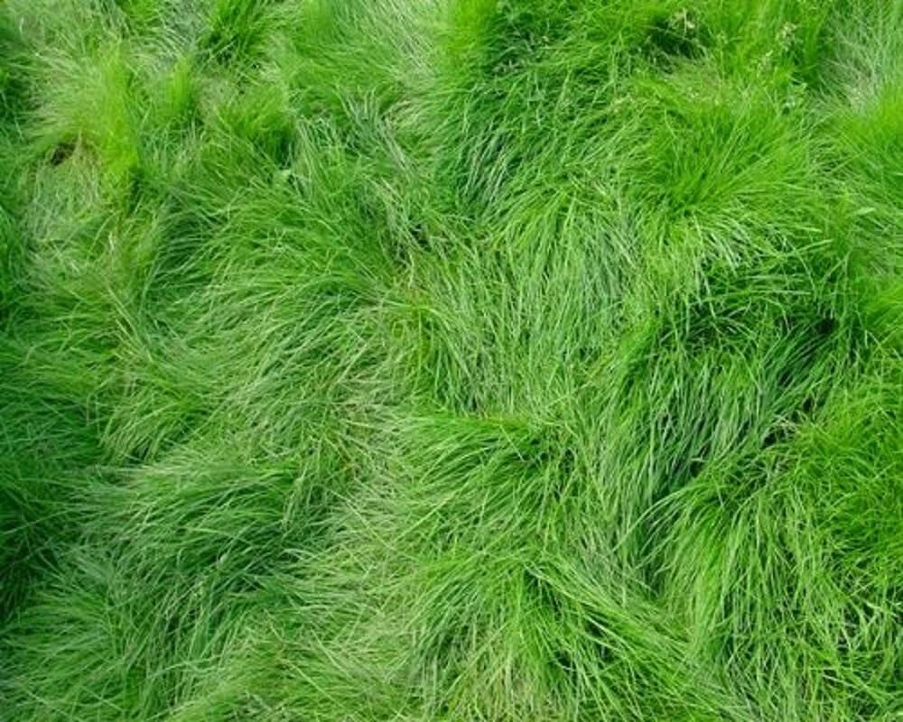 Creeping Red Fescue Seeds (1,000 Seeds) - Festuca rubra - Drought Tolerant Lawn Grass, Shade-Tolerant Ground Cover