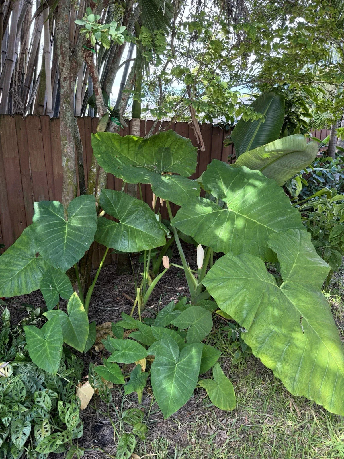 Malanga Plant 7-9” Rooted Taro Elephant Ear Xanthosoma Sagittifolium