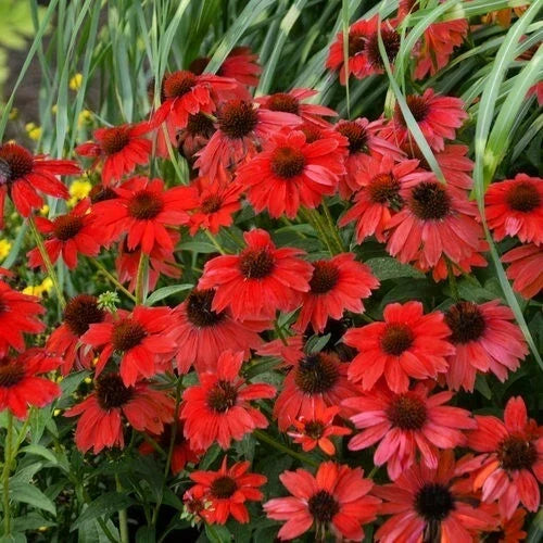 Red Salsa Coneflower Seeds - Echinacea purpurea Perennial Flower Seeds for Garden, 50 Pack, Attracts Pollinators, Easy to Grow