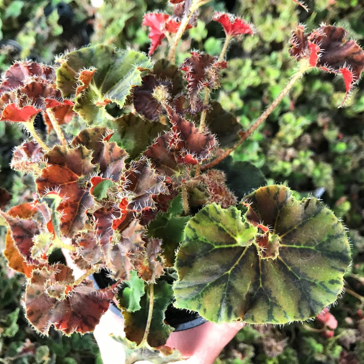 Begonia Plant 2.5" Pot Compact Indoor Variety Kevin Whitecotton (Begonia)