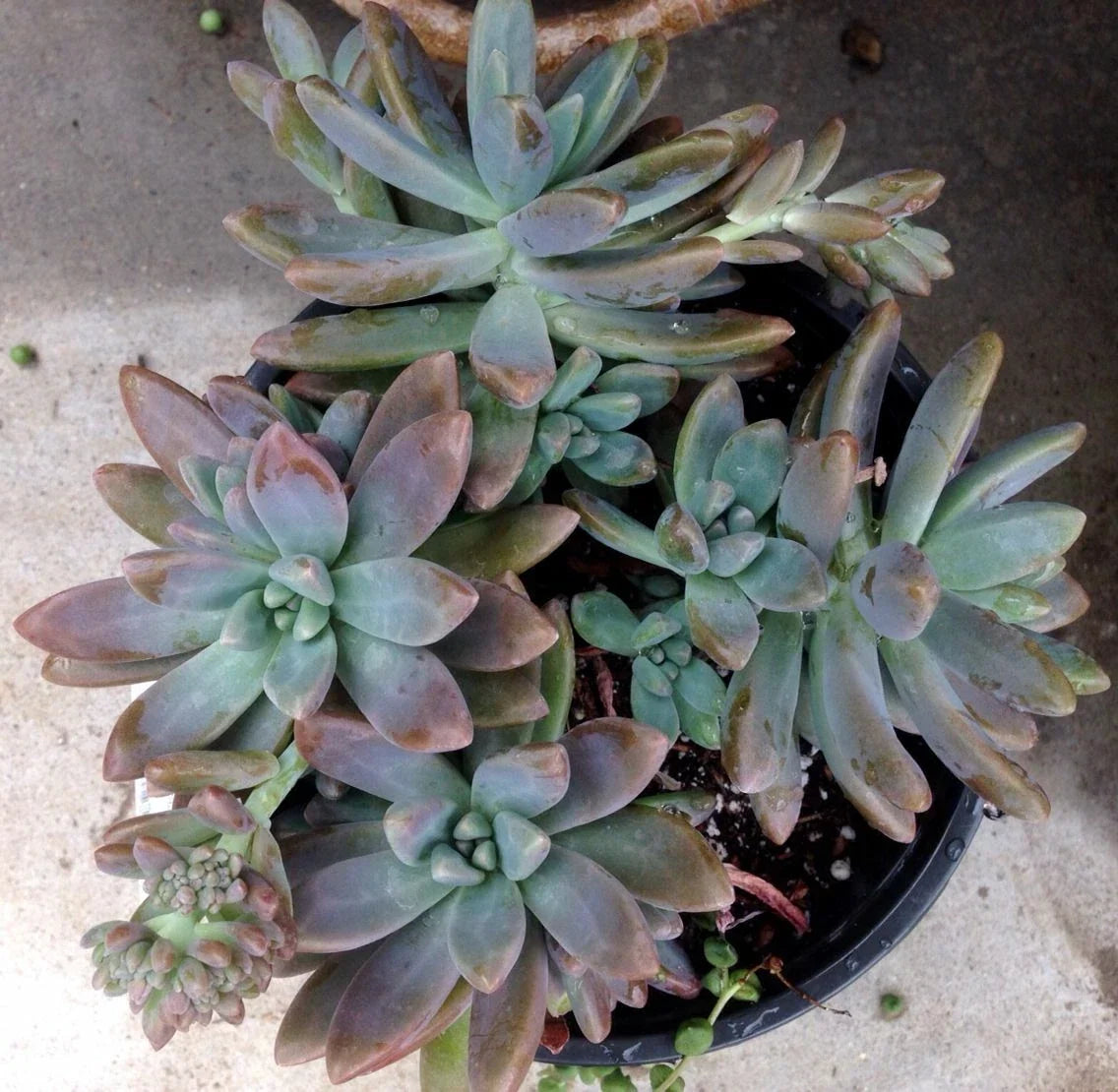 Succulent Plant Cuttings - Pachyveria 'Blue Pearl' - 2.5" Diameter - Indoor Gardening, Easy Propagation