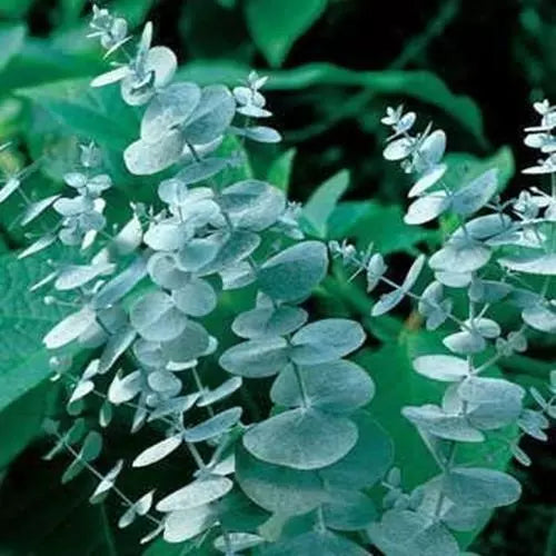 Eucalyptus Seeds for Planting - 50 Seeds | Eucalyptus globulus
