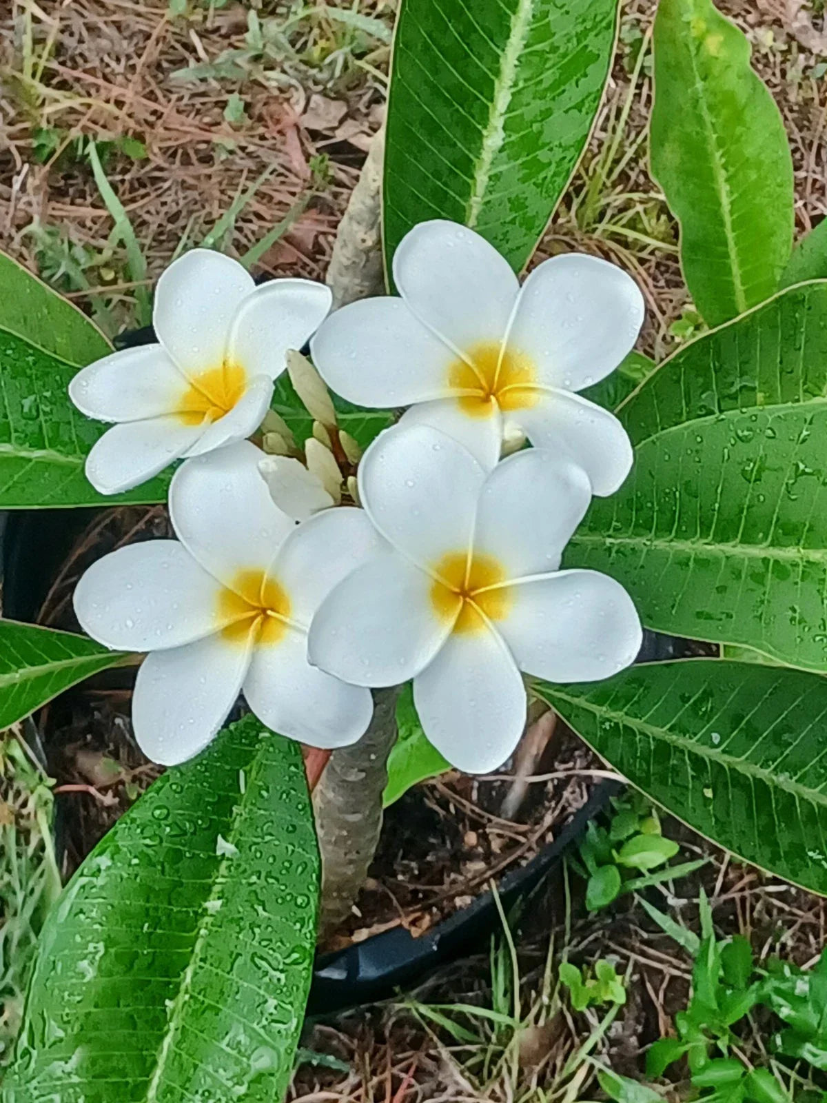 Plumeria Cuttings - Colorful Tropical Variety - Frangipani - Ideal for Gardening and Landscaping