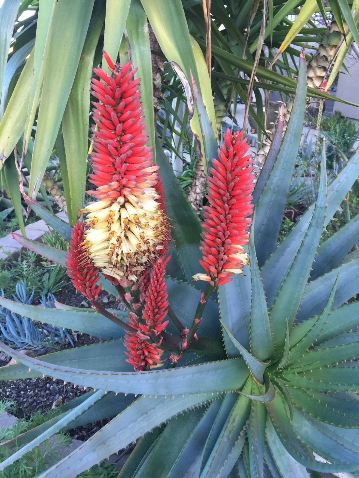 Aloe Cuttings for 1g Pot, Aloe 'Tangerine', Succulent Plant Cuttings, Indoor Houseplant