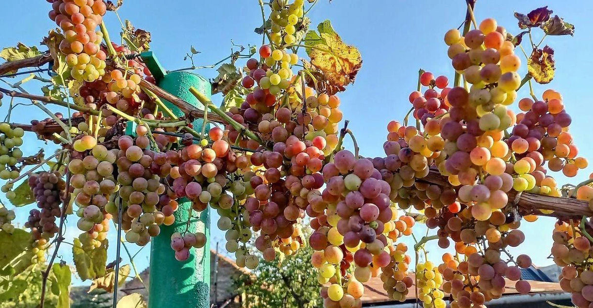 Strawberry Grapes Cuttings - 10 Rooting Cuttings - Vitis vinifera 'Strawberry' - Ready for Planting
