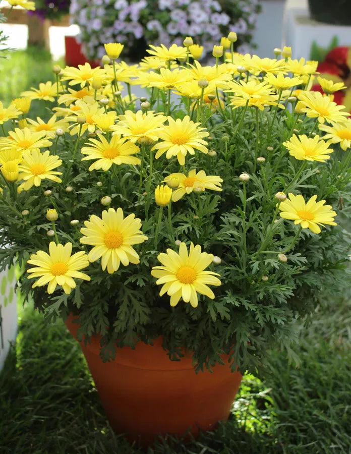 Marguerite Daisy Seeds - 120 Fresh Yellow Butterfly Flower Seeds - Leucanthemum vulgare for Gardens & Pollinator Attraction