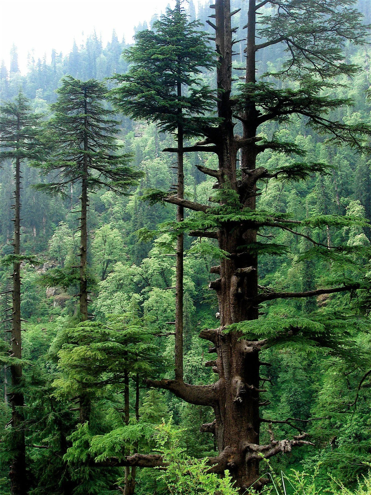 Himalayan Cedar Seeds, 10 Pack, Deodar Cedar (Cedrus deodara) for Planting, Evergreen Tree Seeds