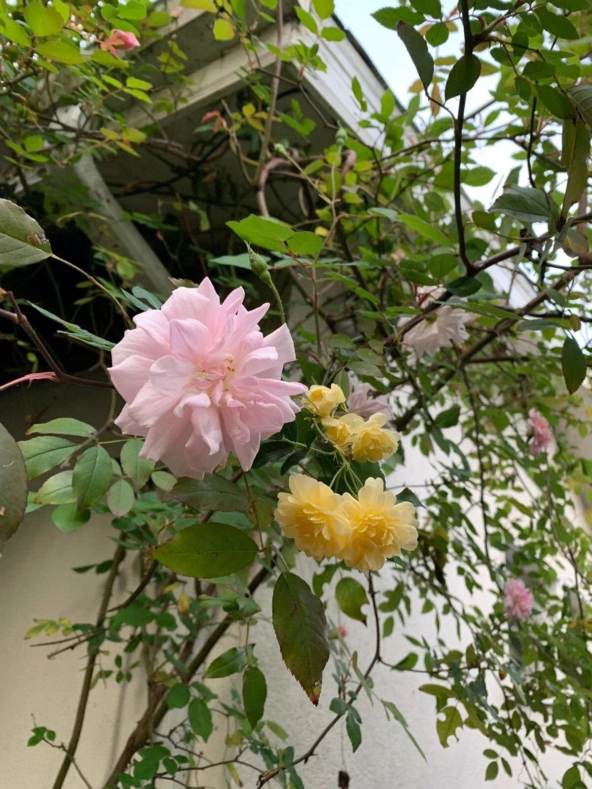Organic Miniature Rose Cuttings Combo - Pink & Yellow Live Plants Rosa spp. for Garden & Container