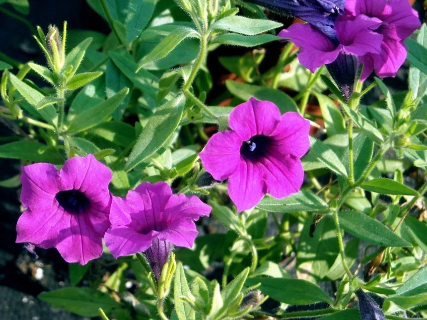 Wild Petunia Seeds - 35 Pack, Purple Fragrant Flowers, Ruellia humilis, Perennial, Easy to Grow for Gardens & Containers