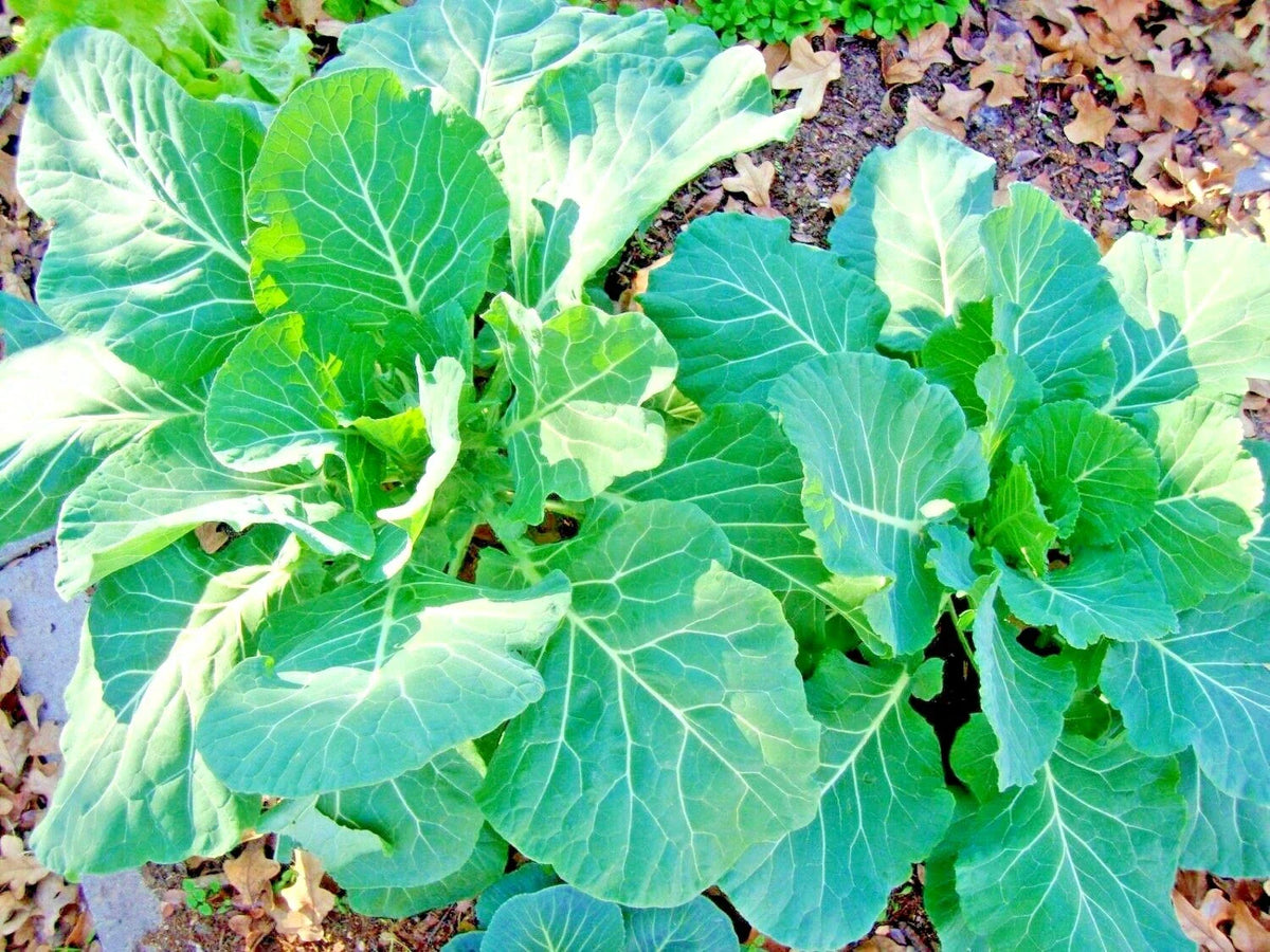 Vates Collard Greens Seeds - Heat and Frost Tolerant, Slow Bolt Variety for Garden or Container - Brassica oleracea