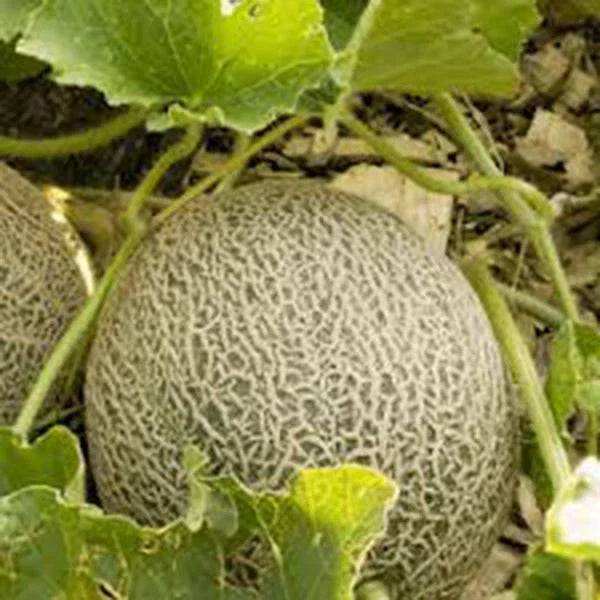 Muskmelon Seeds, 100 Seeds, Edisto 47 Sweet, Heirloom, Non-GMO, Cantaloupe Variety, Cucumis melo