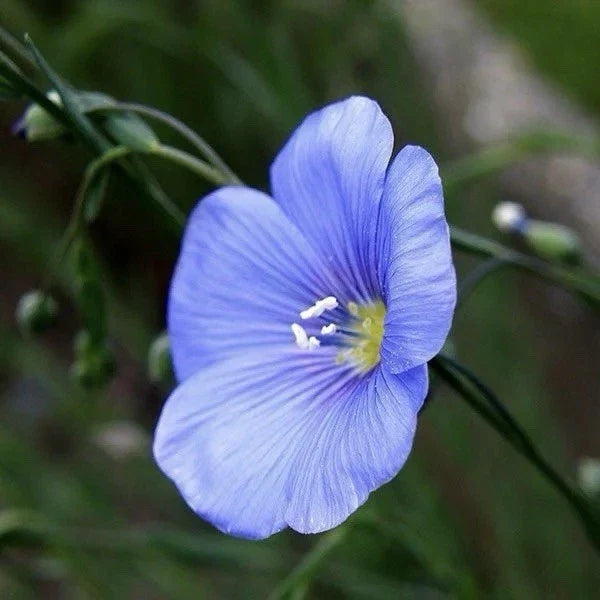 Common Flax Seeds 200 Pack Linum usitatissimum Attracts Pollinators USA Grown