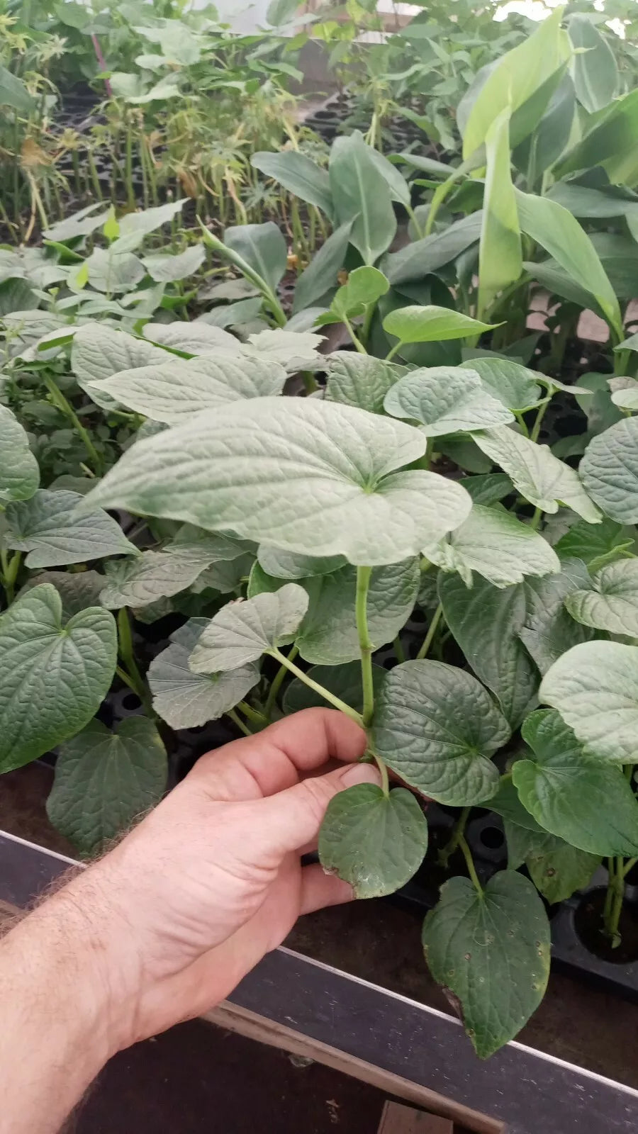 Live Plant - 5 Inch+ Piper Umbellatum - Rare Medicinal Herb - Tropical Cultivated Plant - Chemical-Free
