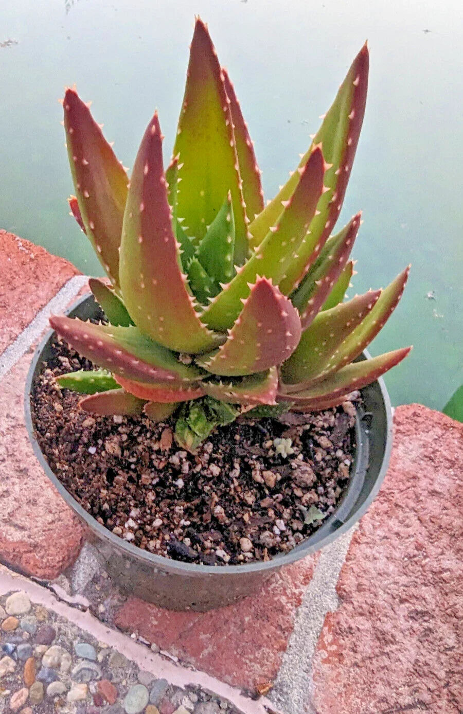 Golden Toothed Aloe Plant - 7" Large Mature Specimen - Aloe Nobilis - Indoor/Outdoor Succulent