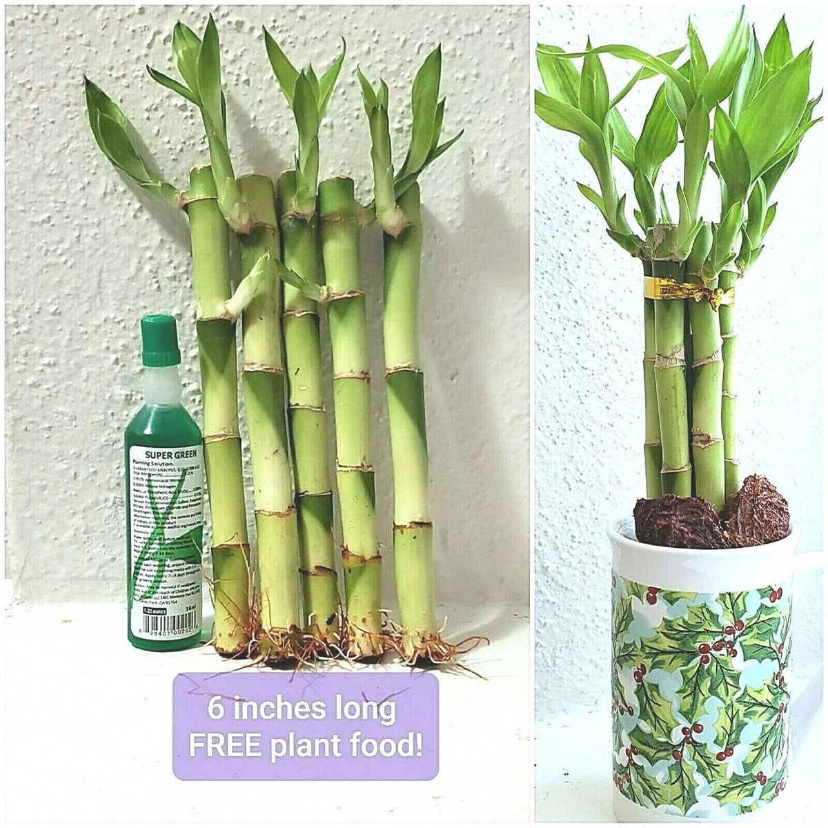 6" Lucky Bamboo Plant - 5 Stalks, Rooted, Feng Shui Decor, Perennial - Dracaena sanderiana, Includes FREE Plant Food