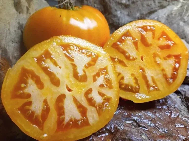 Golden Jubilee Tomato Seeds - 10+ Heirloom Organic Non-GMO Seeds - Perfect for Home Gardening - Solanum lycopersicum