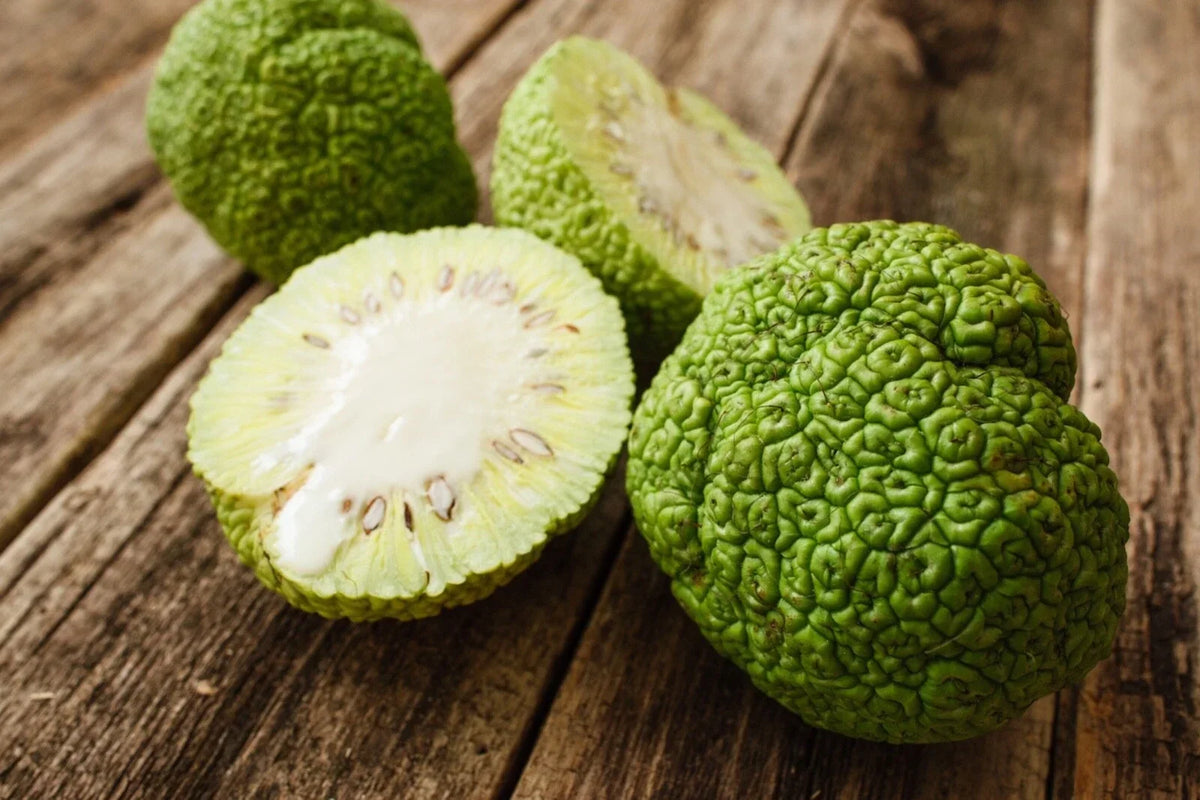Osage Orange Seeds - 30 Count - Maclura pomifera - Hardy Deciduous Tree for Fencing & Wildlife Habitats