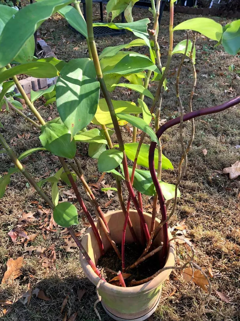 Costus Igneus Insulin Plant Cuttings - 3 Pieces, 6-8" Long, Fiery Spiral Foliage, Tropical Perennial
