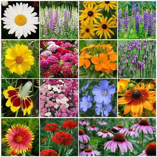 Bulk Pack Perennial Wildflower Seeds - 3000+ Non-GMO Seeds for Fall or Spring Planting - Diverse Varieties