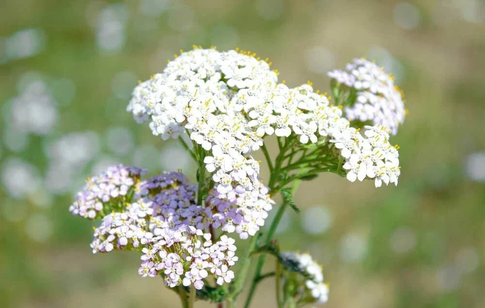 White Yarrow Seeds 1000 Pack - Achillea Millefolium - Western Flower, Drought-Resistant, Perennial Garden Plant