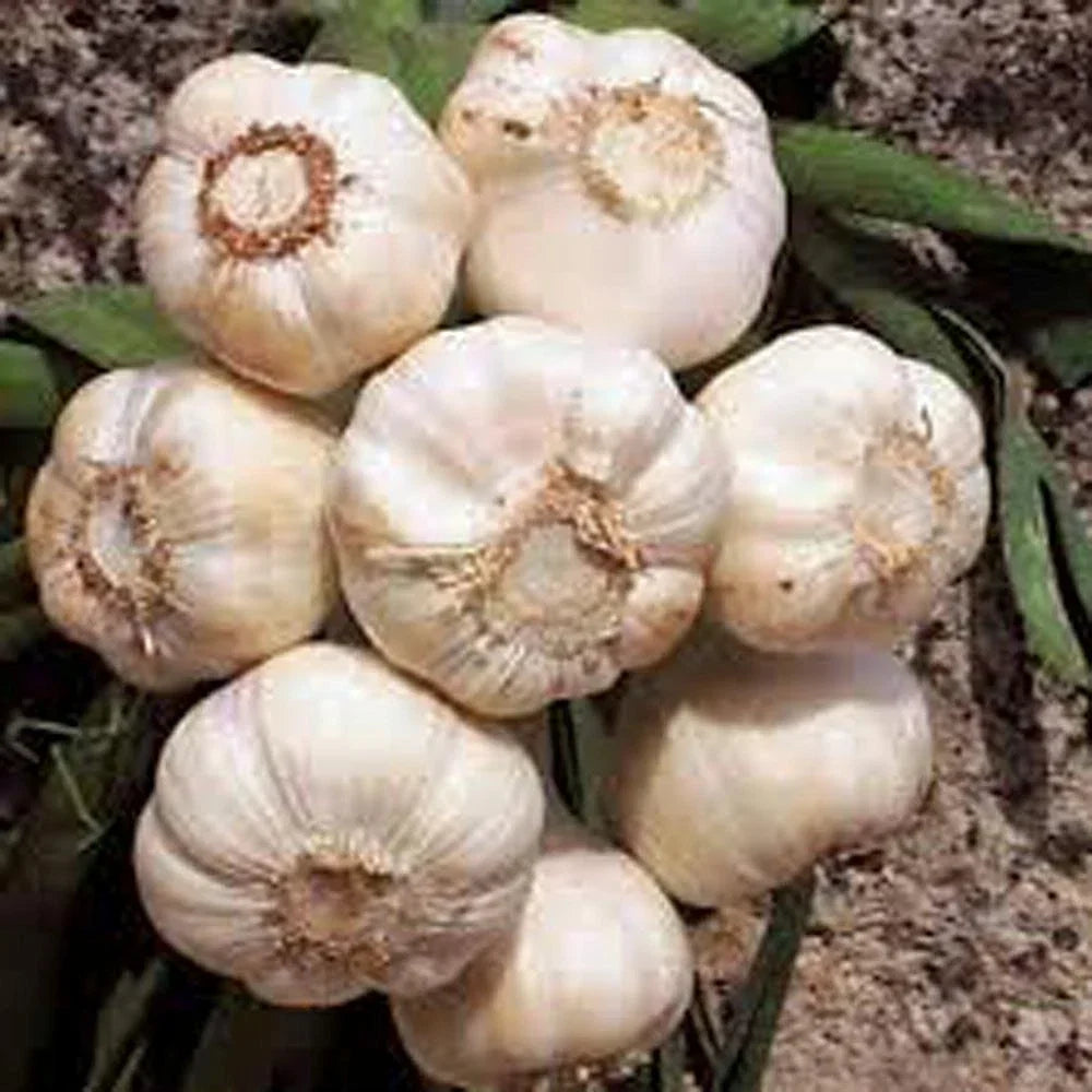 Fresh California Softneck Garlic Bulb 12oz for Planting Allium sativum, Culinary Garlic Bulb, Home Garden, Easy to Grow